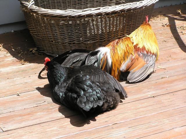 152_bjandelliesunbathing.jpg