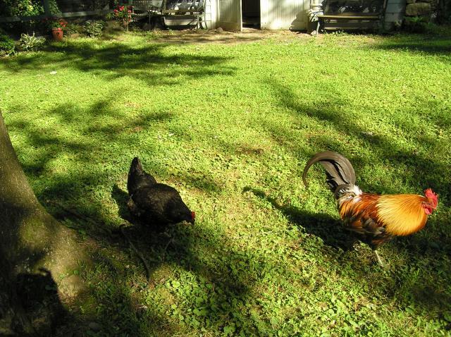 152_feathered_friends_012.jpg