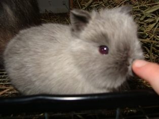 15342_baby_bunny_1.jpg