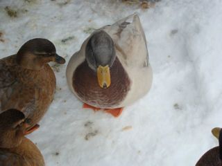 15342_duck2.jpg