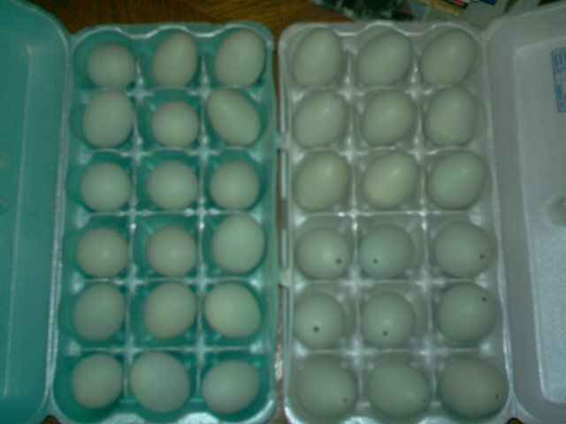 15399_eggs_to_sell_on_ebay.jpg