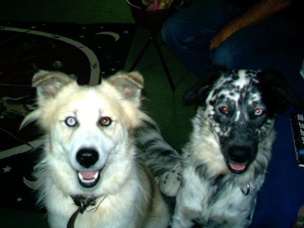 15399_my_dogs_sheila_and_mac.jpg