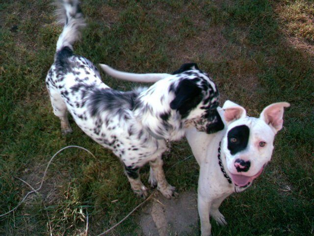 15399_pancho_and_mac.jpg