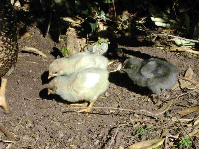 15400_chicks1_small.jpg