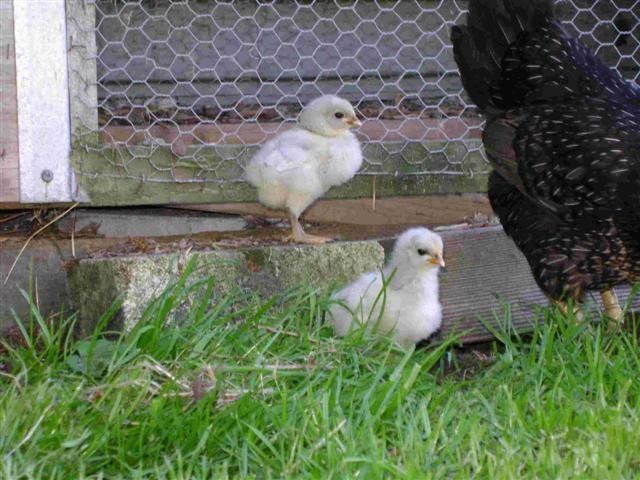 15400_chicks2_small.jpg