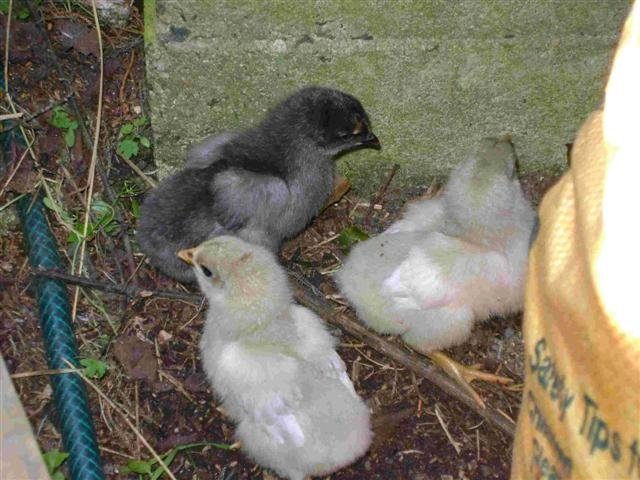 15400_chicks3_small.jpg