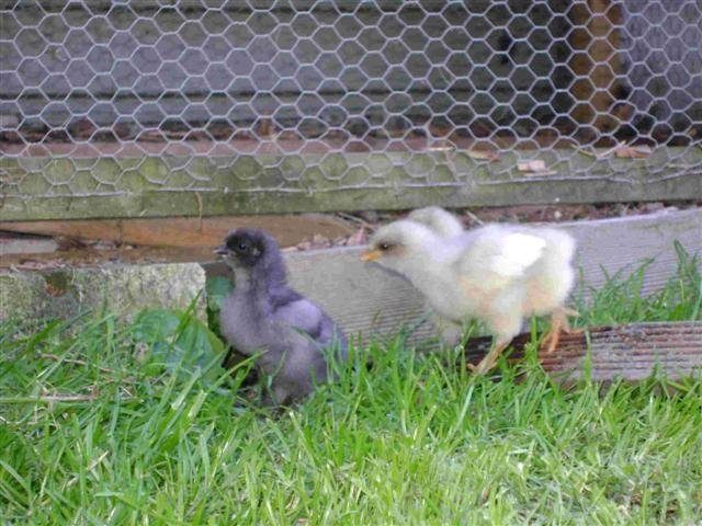 15400_chicks4_small.jpg