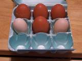 15404_black_marans_eggs.jpg