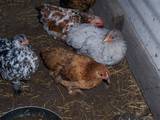15404_mille_fleur_pullet.jpg