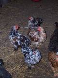15404_mille_fleur_pullet_cockerels.jpg
