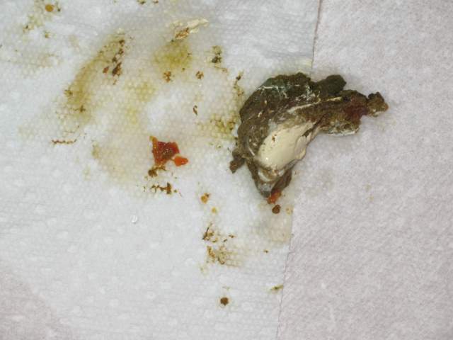 15441_coconuts_poo.jpg