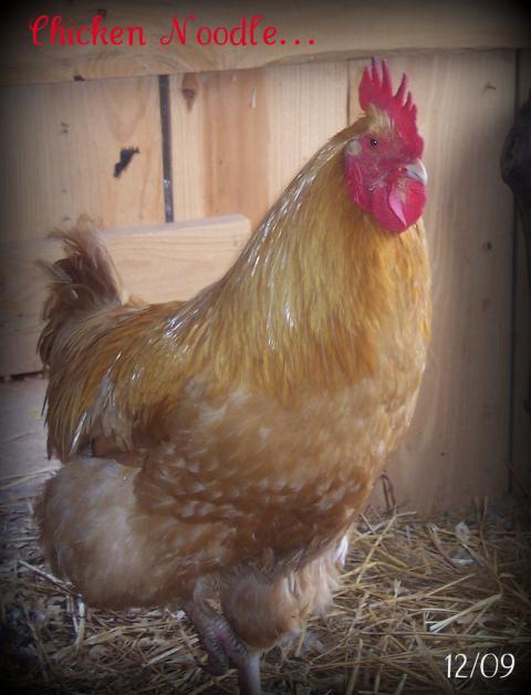 15473_chicken_noodle_dec_09.jpg