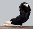 15489_pigeons3.jpg