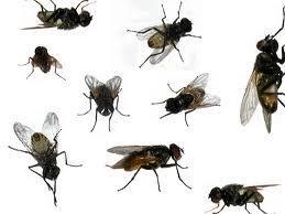15498_fly.jpg