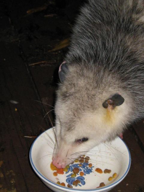 15498_img_0187.jpg