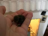 15515_fluffy-butt.jpg