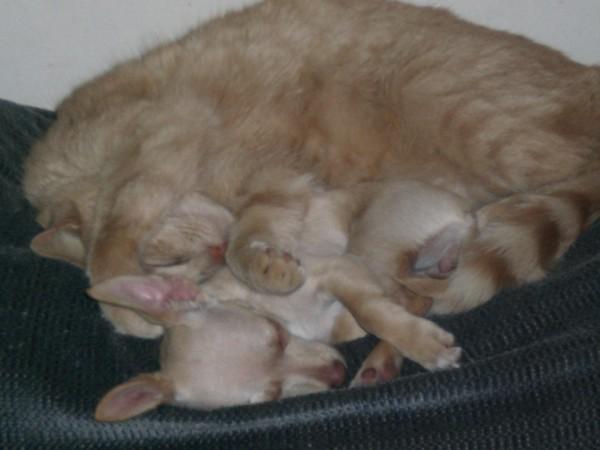 15515_tinkerbells_swiper_blanket.jpg