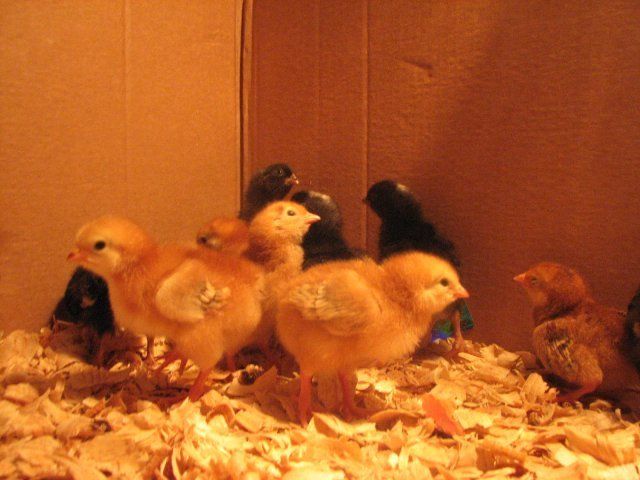 15518_chicken_coop_010.jpg
