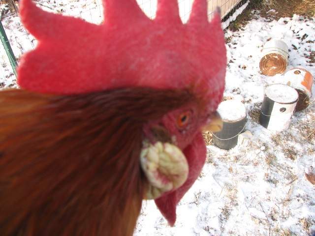 15518_chicken_coop_050.jpg