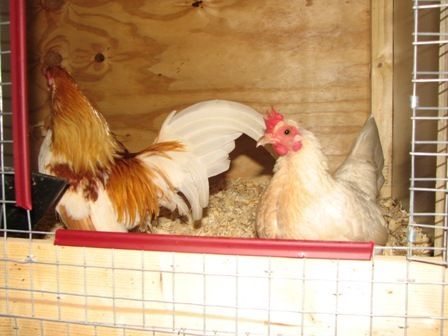 15518_chicken_coop_097.jpg