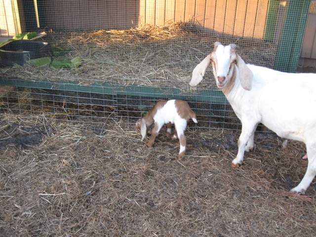 15524_matt_goat_008.jpg