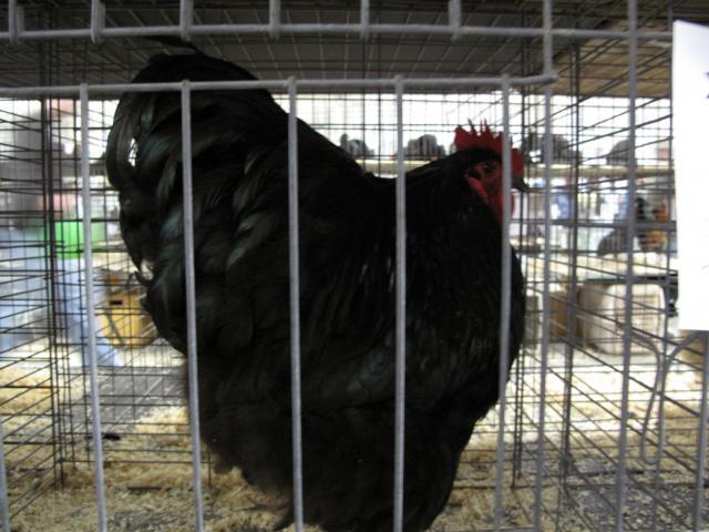 15530_005.jpg