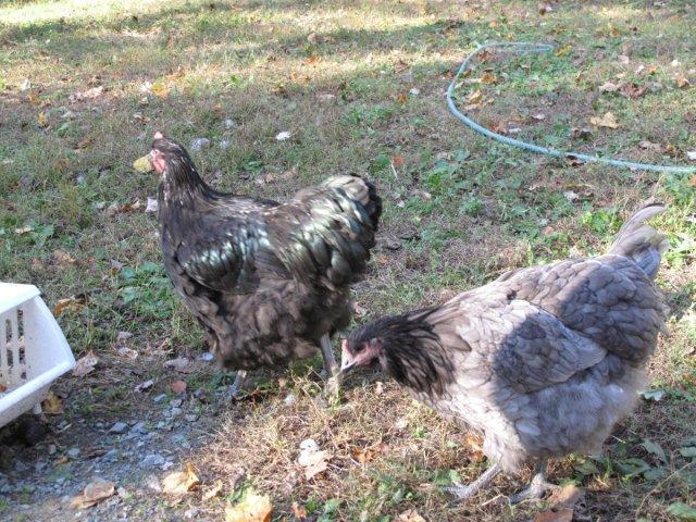 15530_young_cock_and_pullet.jpg