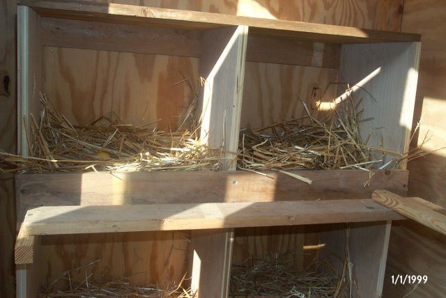 15560_new_chicken_coop_and_chicklets_sept_08_008.jpg