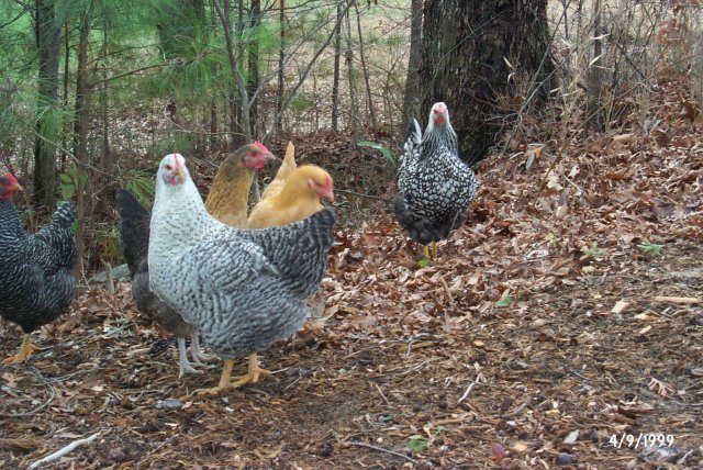 15560_our_chickens_dec_08_011.jpg