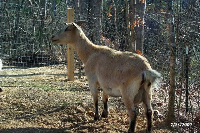 15560_our_new_goats_005.jpg