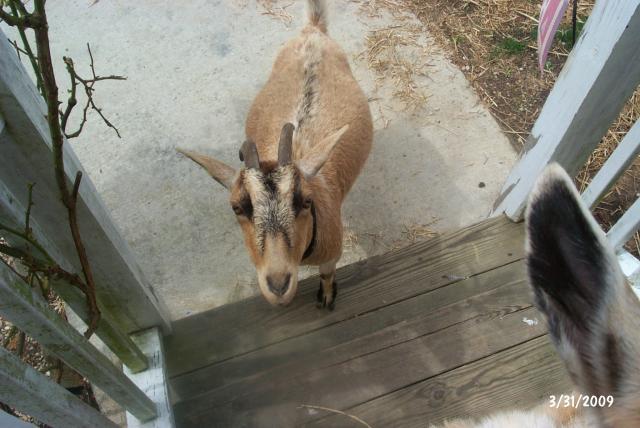 15560_our_new_goats_030.jpg