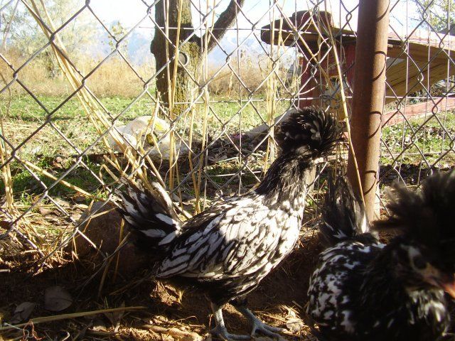 15563_08_fall_and_deck_and_baby_chicks_039.jpg