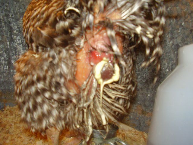 15563_chicken_butt_007.jpg