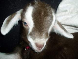15601_baby_goat_006.jpg