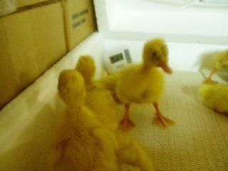 15601_dipsy_chicks_and_our_ducks_084.jpg