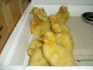 15601_dipsy_chicks_and_our_ducks_089.jpg