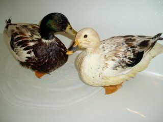 15601_ducks_1_3_08.jpg