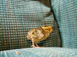 15601_ffa_hatched_029.jpg