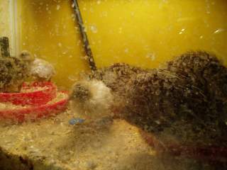 15601_ffa_hatched_069.jpg