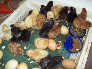 15601_ffa_hatched_123.jpg