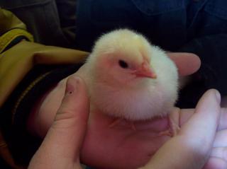 15601_ffa_hatched_124.jpg