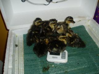 15601_ffa_hatched_129.jpg