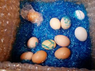 15601_ffa_hatching_eggs_001.jpg