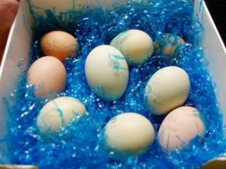 15601_ffa_hatching_eggs_002.jpg
