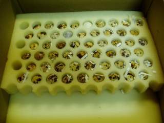 15601_ffa_hatching_eggs_004.jpg