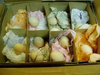 15601_ffa_hatching_eggs_006.jpg