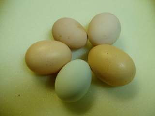 15601_ffa_hatching_eggs_007.jpg