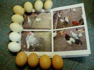 15601_ffa_hatching_eggs_047.jpg