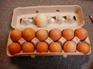 15601_ffa_hatching_eggs_052.jpg