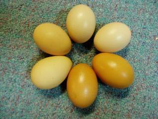15601_ffa_hatching_eggs_053.jpg